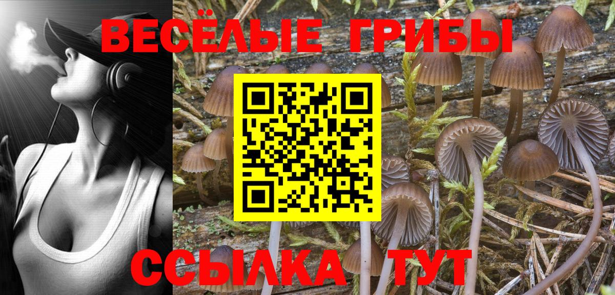 Галлюциногенные грибы Cubensis Гусиноозёрск