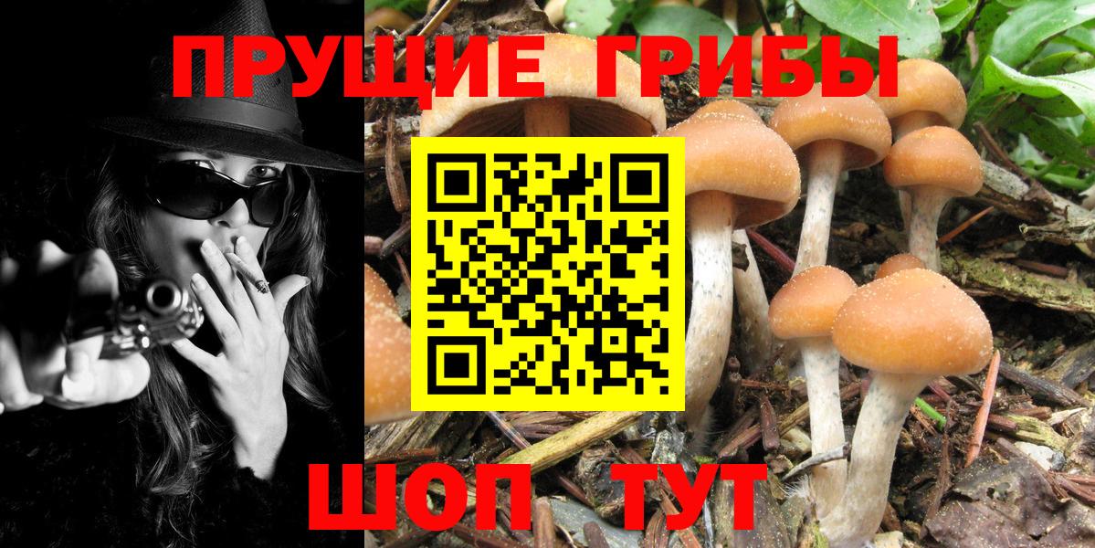 Галлюциногенные грибы Psilocybine cubensis  Галлюциногенные грибы Magic Shrooms  Вход с VPN  Гусиноозёрск 